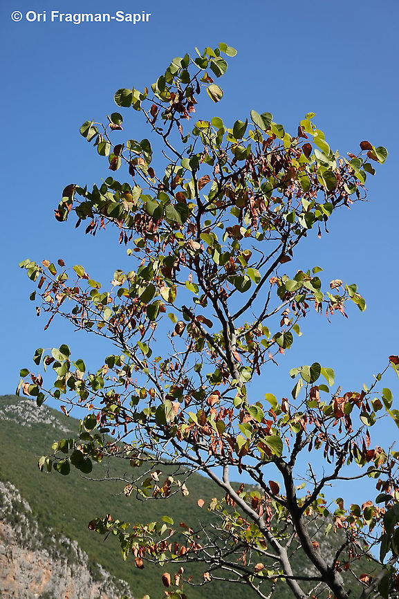 Cercis siliquastrum  Cercis siliquastrum,Fall,Geotagged,Greece,Judas Tree