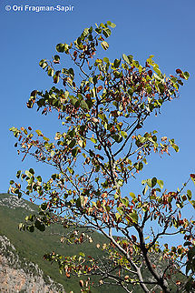 Cercis siliquastrum  Cercis siliquastrum,Fall,Geotagged,Greece,Judas Tree