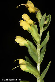 Odontites linkii  Fall,Geotagged,Greece,Odontites linkii