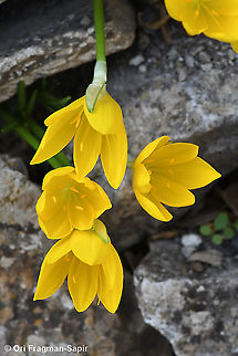 Sternbergia lutea  Fall,Geotagged,Greece,Sternbergia lutea,Winter Daffodil