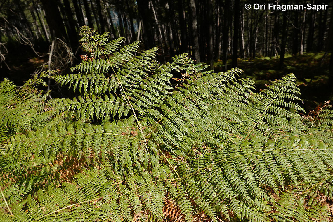 Pteridium aquilinum  Eagle fern,Pteridium aquilinum