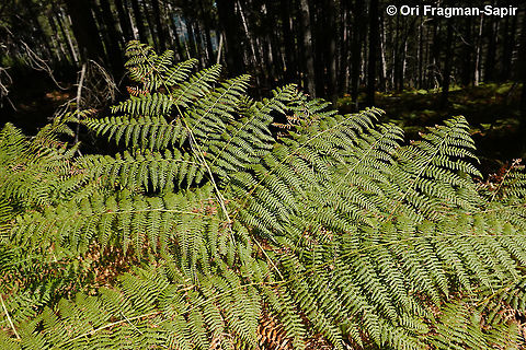 Pteridium aquilinum  Eagle fern,Pteridium aquilinum