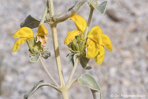 Phlomis fruticosa  Fall,Geotagged,Greece,Jerusalem sage,Phlomis fruticosa