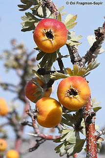 Crataegus pycnoloba - a local Pelopponnese endemic  Crataegus pycnoloba,Fall,Geotagged,Greece