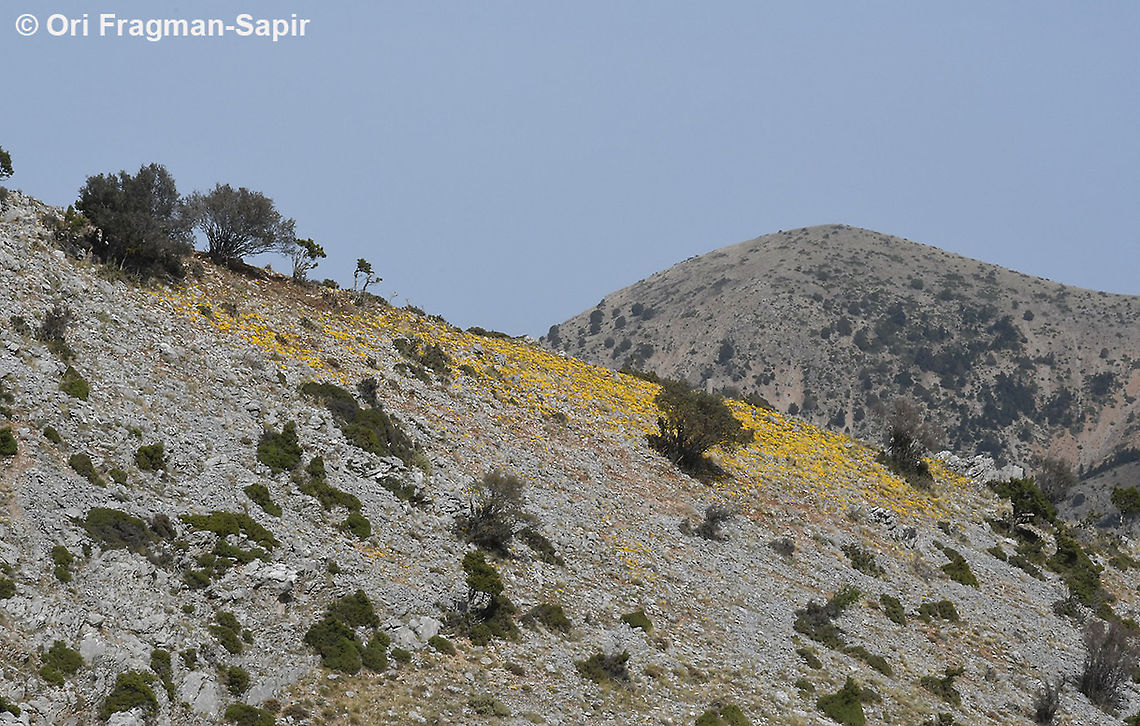 Sternbergia lutea  Fall,Geotagged,Greece,Sternbergia lutea,Winter Daffodil