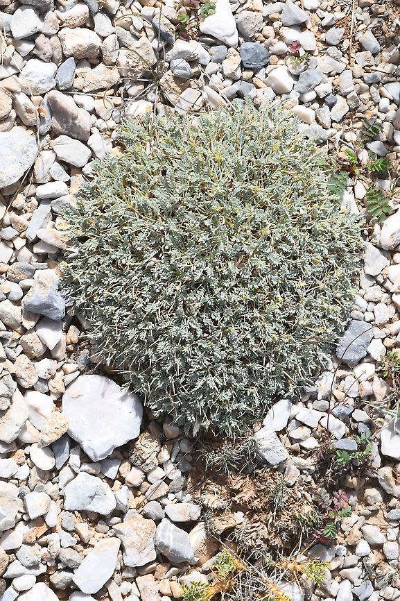 Astragalus angustifolius  Astragalus angustifolius,Fall,Geotagged,Greece