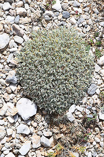 Astragalus angustifolius  Astragalus angustifolius,Fall,Geotagged,Greece