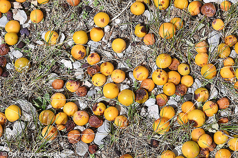 Prunus cerasifera The fruit fall under the tree and ripen on the ground, attracting large mammals like bears, boars and myself :) Cherry plum,Fall,Geotagged,Greece,Prunus cerasifera