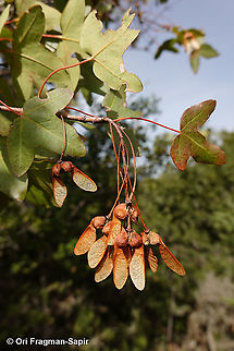 Acer monspessulanum  Acer monspessulanum,Fall,Geotagged,Greece,Montpellier maple