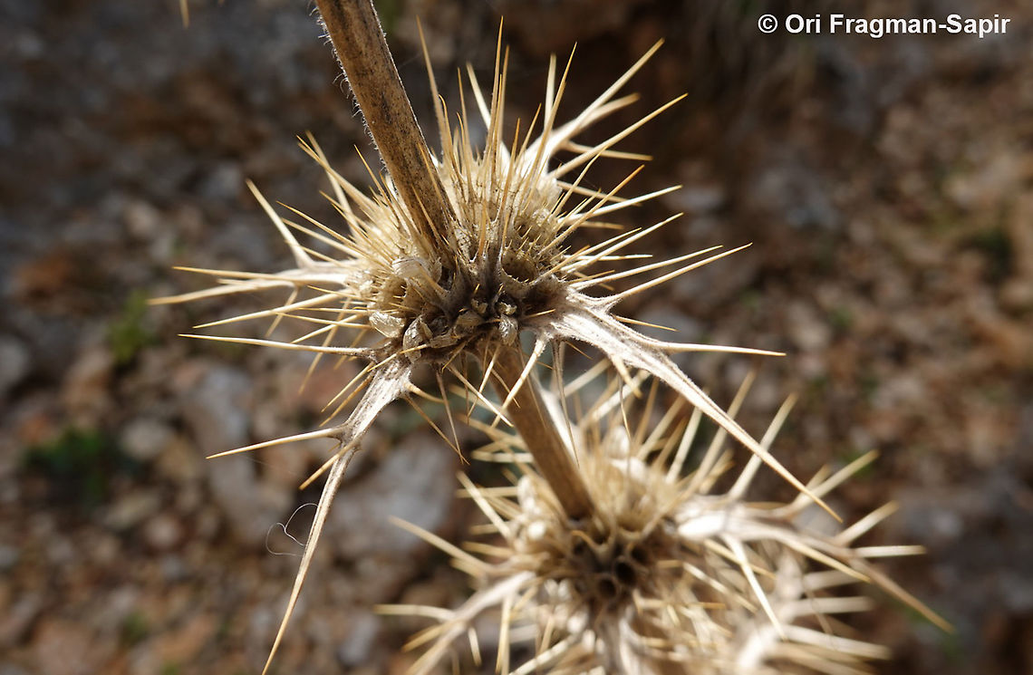Morina persica  Fall,Geotagged,Greece,Morina persica