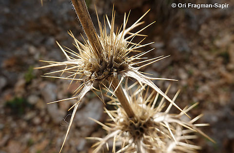 Morina persica  Fall,Geotagged,Greece,Morina persica