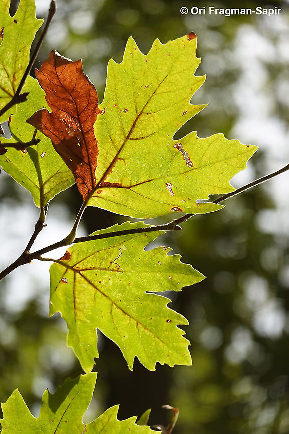 Platanus orientalis  Fall,Geotagged,Greece,Oriental Plane,Platanus orientalis