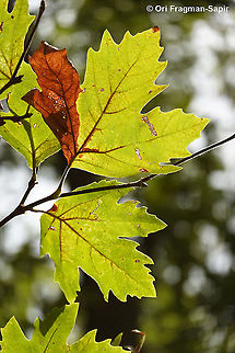 Platanus orientalis  Fall,Geotagged,Greece,Oriental Plane,Platanus orientalis