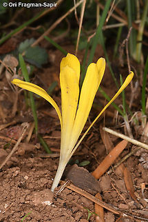 Sternbergia colchiciflora  Fall,Geotagged,Greece,Sternbergia colchiciflora