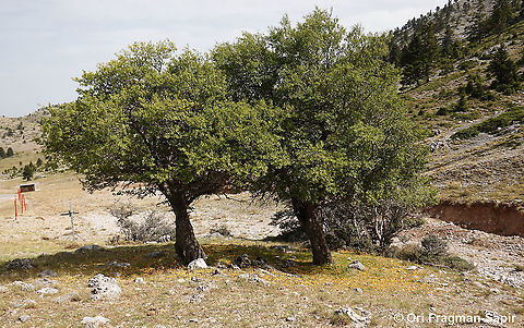 Prunus cerasifera The fruit fall under the tree and ripen on the ground, attracting large mammals like bears, boars and myself :) Cherry plum,Fall,Geotagged,Greece,Prunus cerasifera