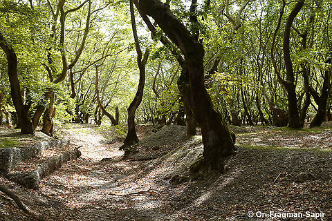 Platanus orientalis This is a unique pristine plane tree forest ! Fall,Geotagged,Greece,Oriental Plane,Platanus orientalis