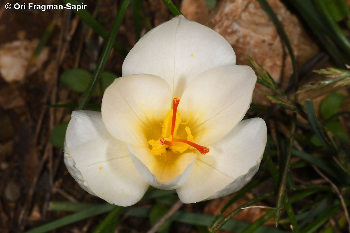 Crocus niveus  Crocus niveus,Fall,Geotagged,Greece