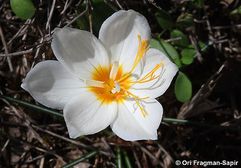 Crocus boryi  Crocus boryi,Fall,Geotagged,Greece