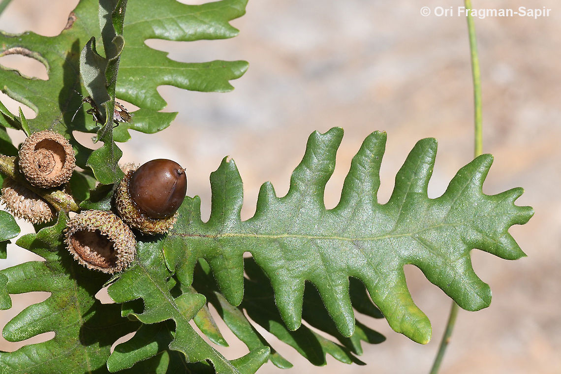 Quercus frainetto  Fall,Geotagged,Greece,Quercus frainetto