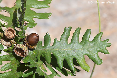 Quercus frainetto  Fall,Geotagged,Greece,Quercus frainetto