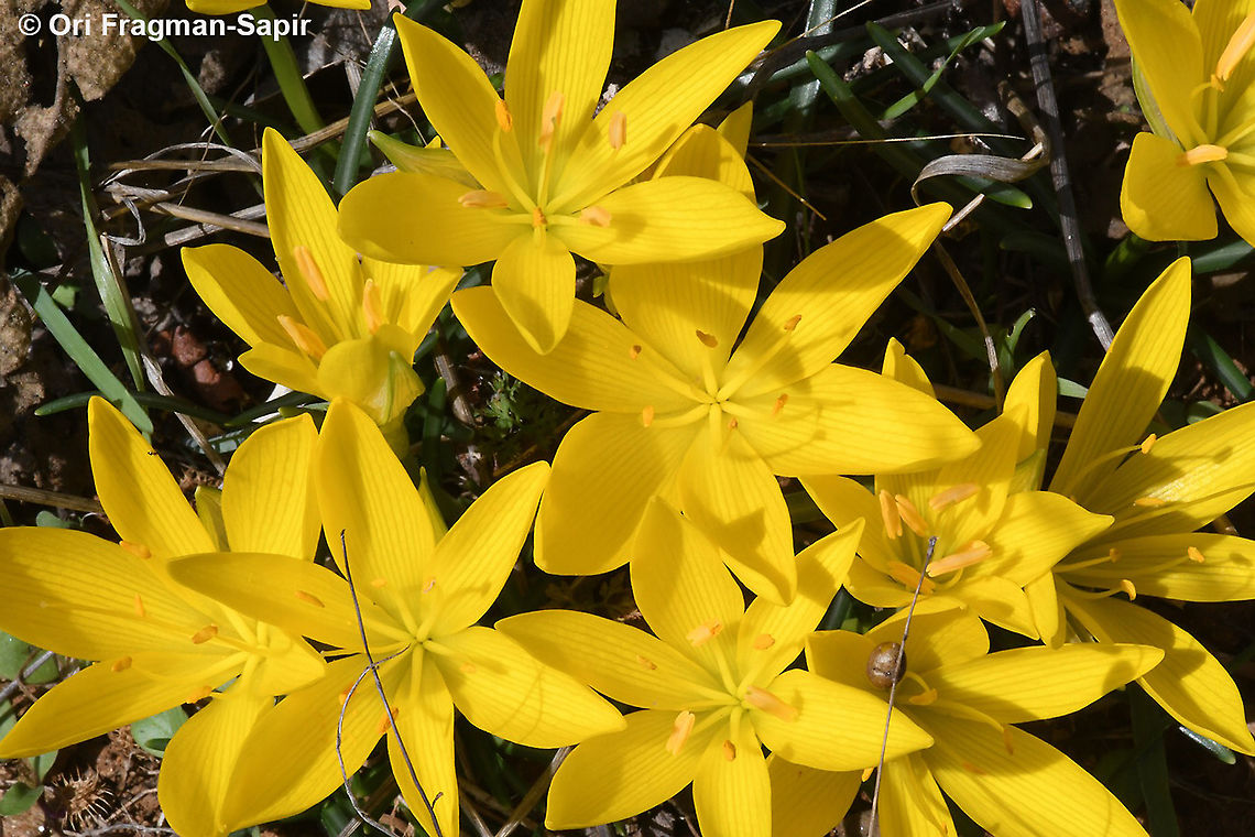 Sternbergia lutea  Fall,Geotagged,Greece,Sternbergia lutea,Winter Daffodil