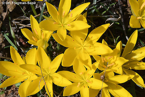 Sternbergia lutea  Fall,Geotagged,Greece,Sternbergia lutea,Winter Daffodil