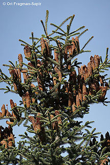 Abies cephalonica  Abies cephalonica,Fall,Geotagged,Greece,Greek fir