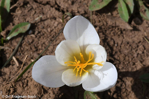 Crocus mazziaricus  Crocus mazziaricus,Fall,Geotagged,Greece