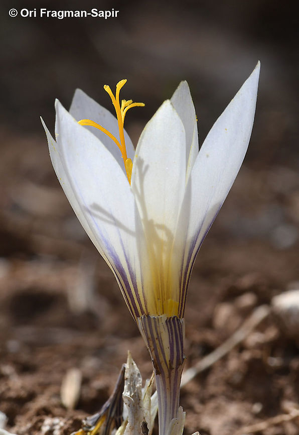 Crocus mazziaricus  Crocus mazziaricus,Fall,Geotagged,Greece