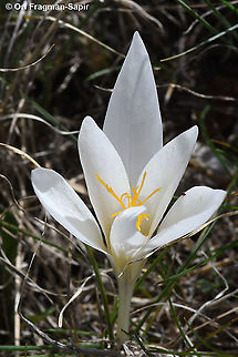 Crocus mazziaricus  Crocus mazziaricus,Fall,Geotagged,Greece
