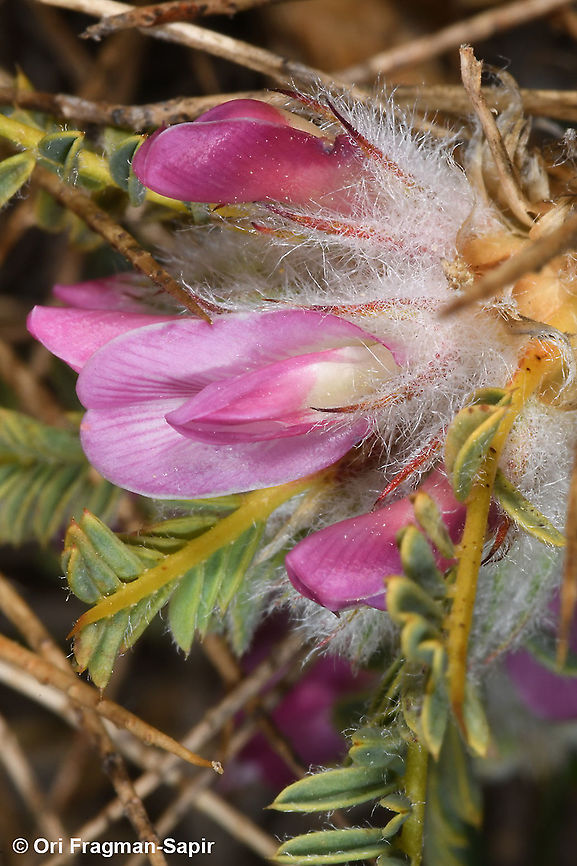 Astragalus cylleneus  Astragalus cylleneus,Fall,Geotagged,Greece