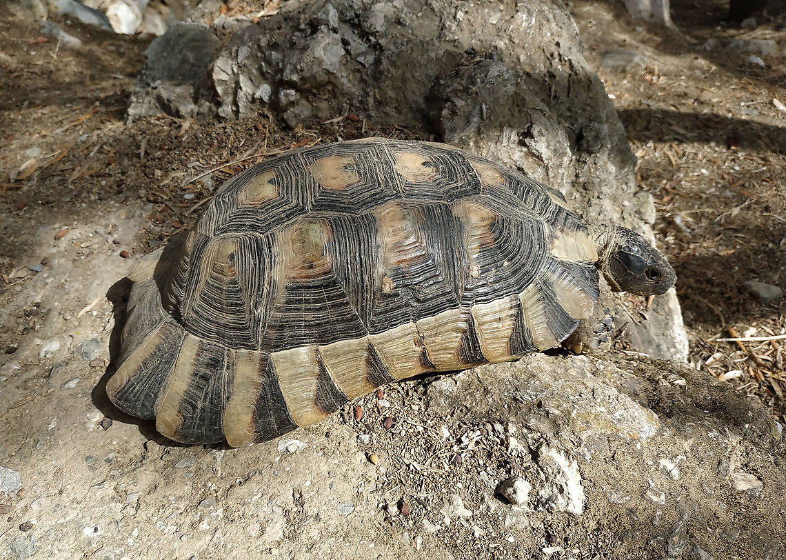 Testudo marginata  Fall,Geotagged,Greece,Marginated tortoise,Testudo marginata