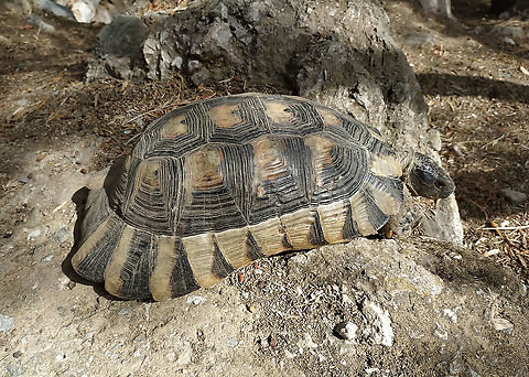 Testudo marginata  Fall,Geotagged,Greece,Marginated tortoise,Testudo marginata