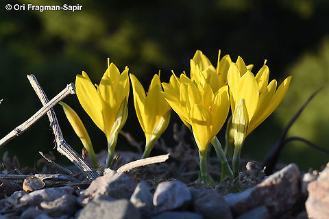 Sternbergia lutea Also common in the rocky hills inside Athens. Fall,Geotagged,Greece,Sternbergia lutea,Winter Daffodil