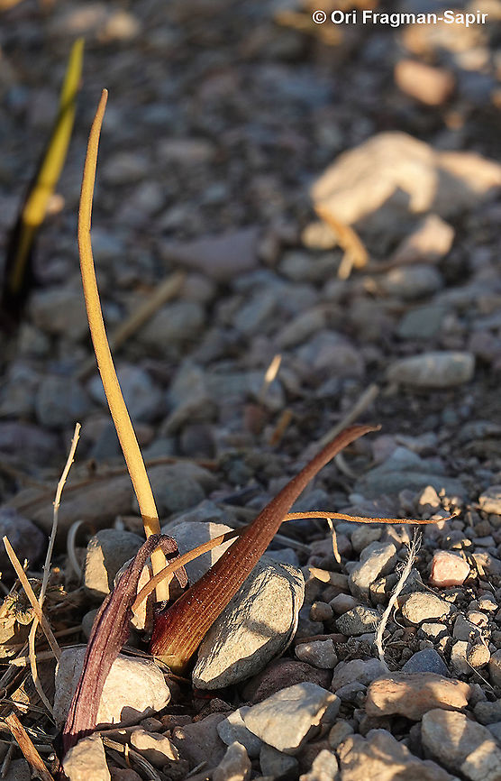 Biarum tenuifolium ssp. abbreviatum  Biarum tenuifolium,Fall,Geotagged,Greece