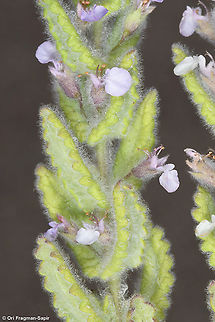 Teucrium scordium  Teucrium scordium