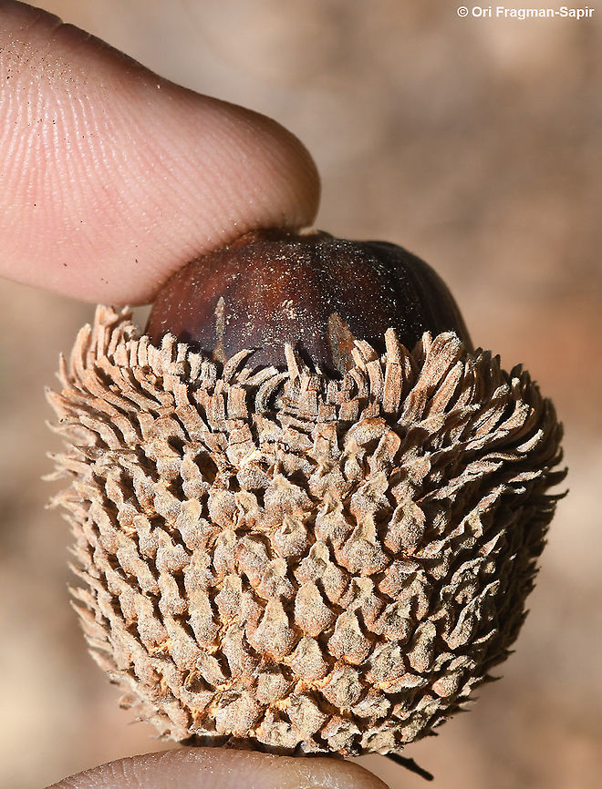 Quercus look  Quercus look