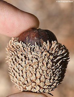 Quercus look  Quercus look