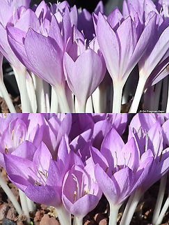 Colchicum feinbruniae  Colchicum feinbruniae