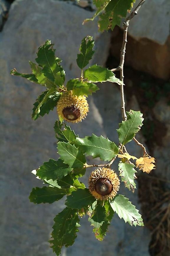 Quercus look Hermon: below Lower Ski lift station, 1650m. Fall,Geotagged,Quercus look
