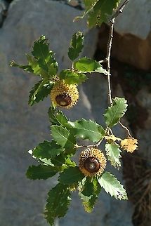 Quercus look Hermon: below Lower Ski lift station, 1650m. Fall,Geotagged,Quercus look