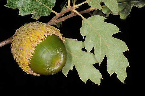 Quercus look  Quercus look