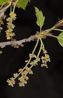 Quercus look Mt Hermon, Busheri 1750m Quercus look
