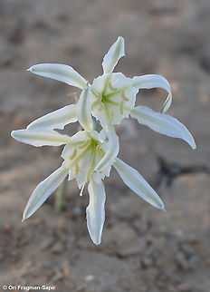 Pancratium sickenbergeri S Israel, Mamshit Sands Fall,Geotagged,Israel,Pancratium sickenbergeri,Rain flower