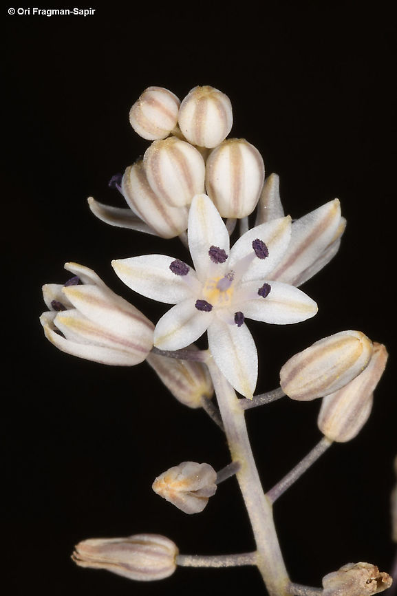 Prospero hanburyi S Israel, Dimona highway, loessial plain Fall,Geotagged,Israel,Prospero hanburyi