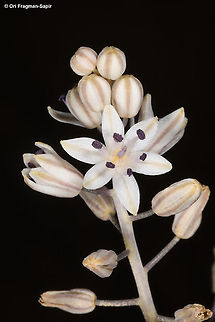 Prospero hanburyi S Israel, Dimona highway, loessial plain Fall,Geotagged,Israel,Prospero hanburyi