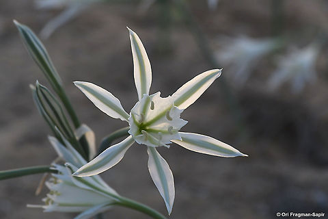 Pancratium sickenbergeri S Israel, Mamshit Sands Fall,Geotagged,Israel,Pancratium sickenbergeri,Rain flower