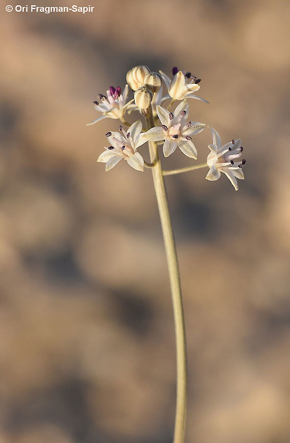 Prospero hanburyi S Israel, Arad Geotagged,Israel,Prospero hanburyi,Summer