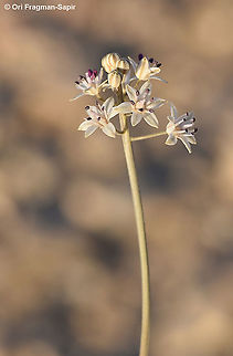 Prospero hanburyi S Israel, Arad Geotagged,Israel,Prospero hanburyi,Summer