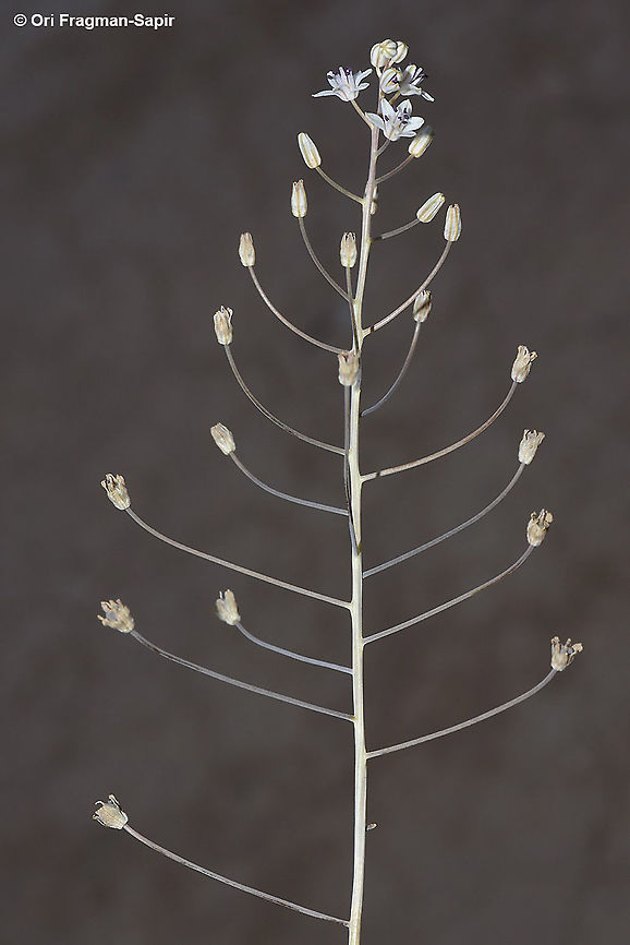 Prospero hanburyi S Israel, Arad Geotagged,Israel,Prospero hanburyi,Summer